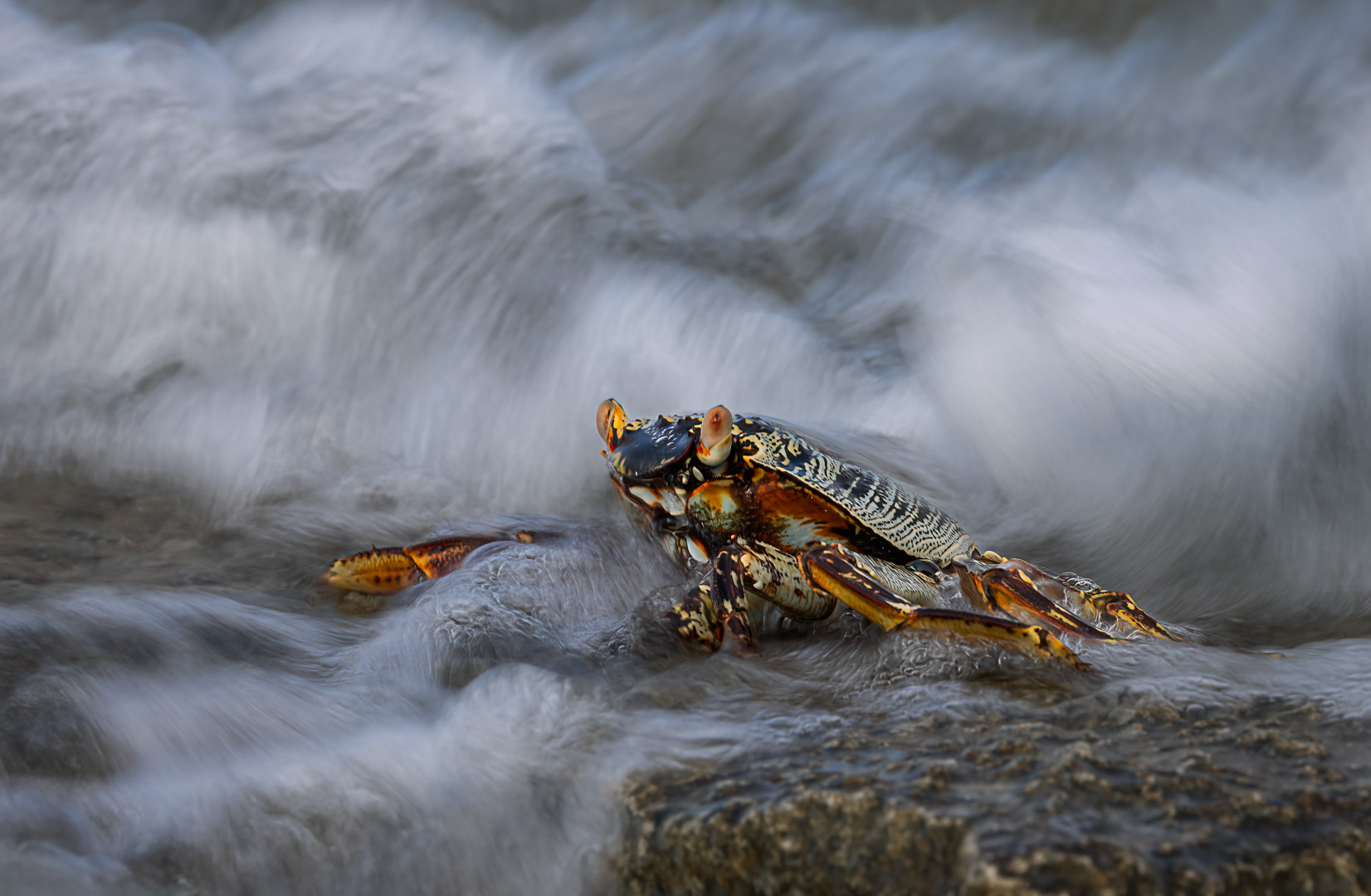 Crab