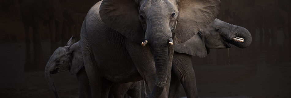 AT THE WATERHOLE