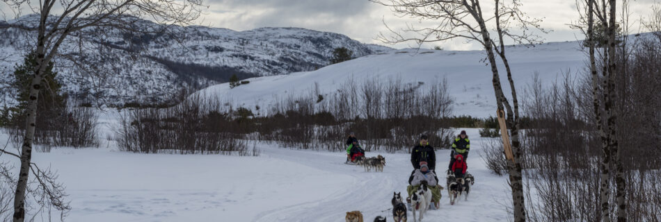 Dog Powered - Denita Lawrence
