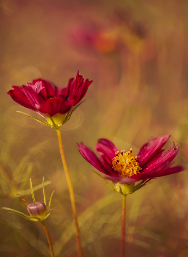 Ruby Cosmos - Nicola Paul